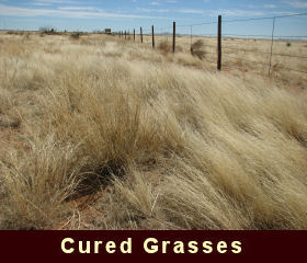 Photo of cured grasses