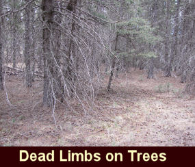 Photo of dead tree limbs