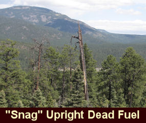 photo of what is called "snag" - upright dead fuel