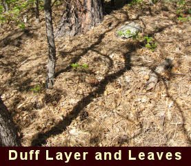 Photo of a duff layer with leaves.