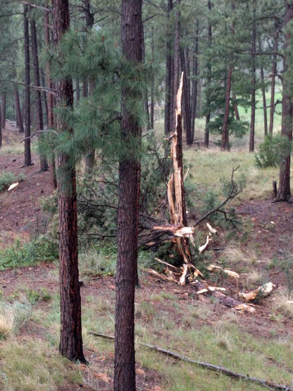 Lightning strike destroys a tree in Los Alamos
