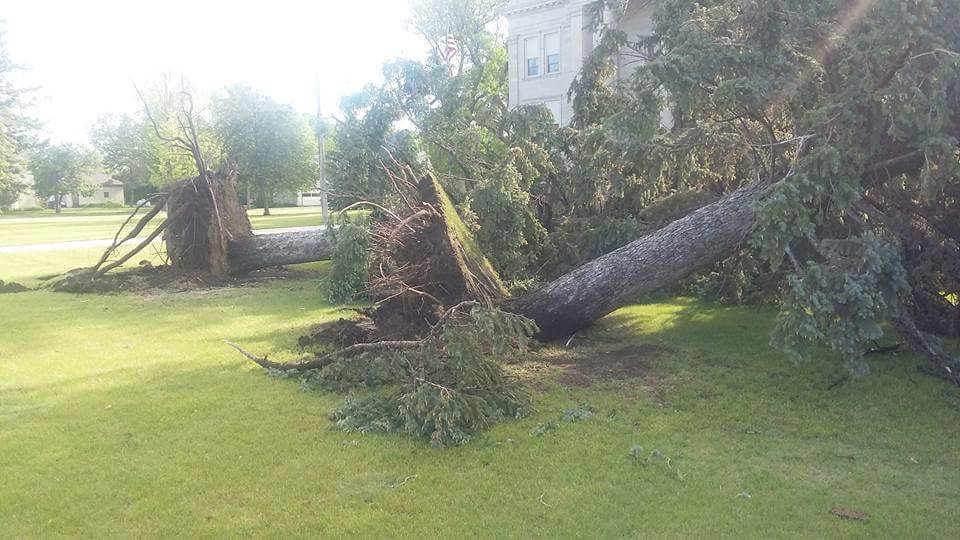 uprooted trees