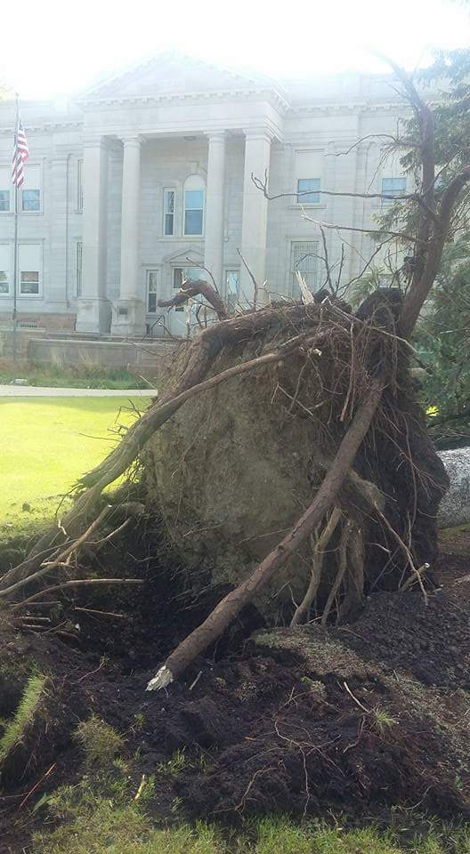 uprooted trees