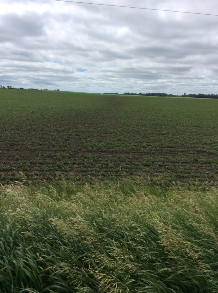 Tornado path across another field (NWS Damage Survey)