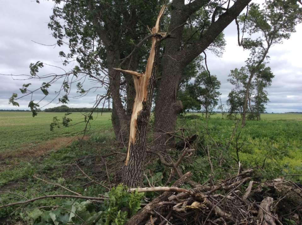 One foot diameter tree snapped