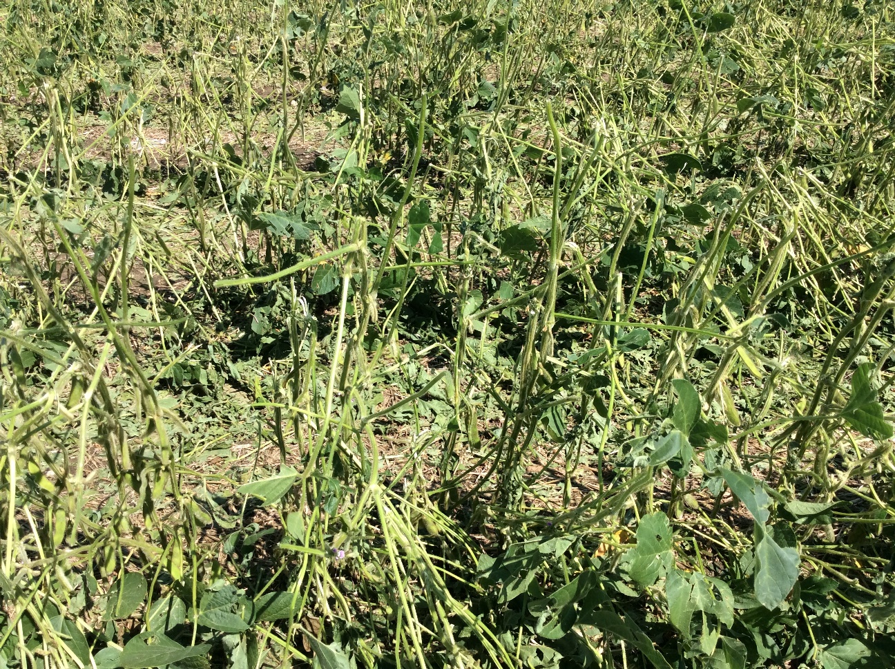 Bean crop damage from hail 4.5 miles northwest of Bristol