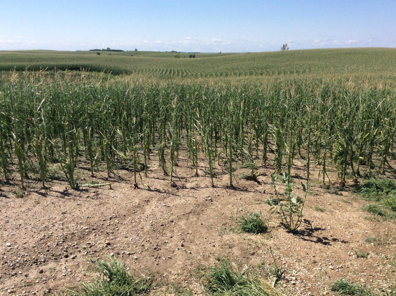 Hail damaged corn 4.5 miles northwest of Bristol