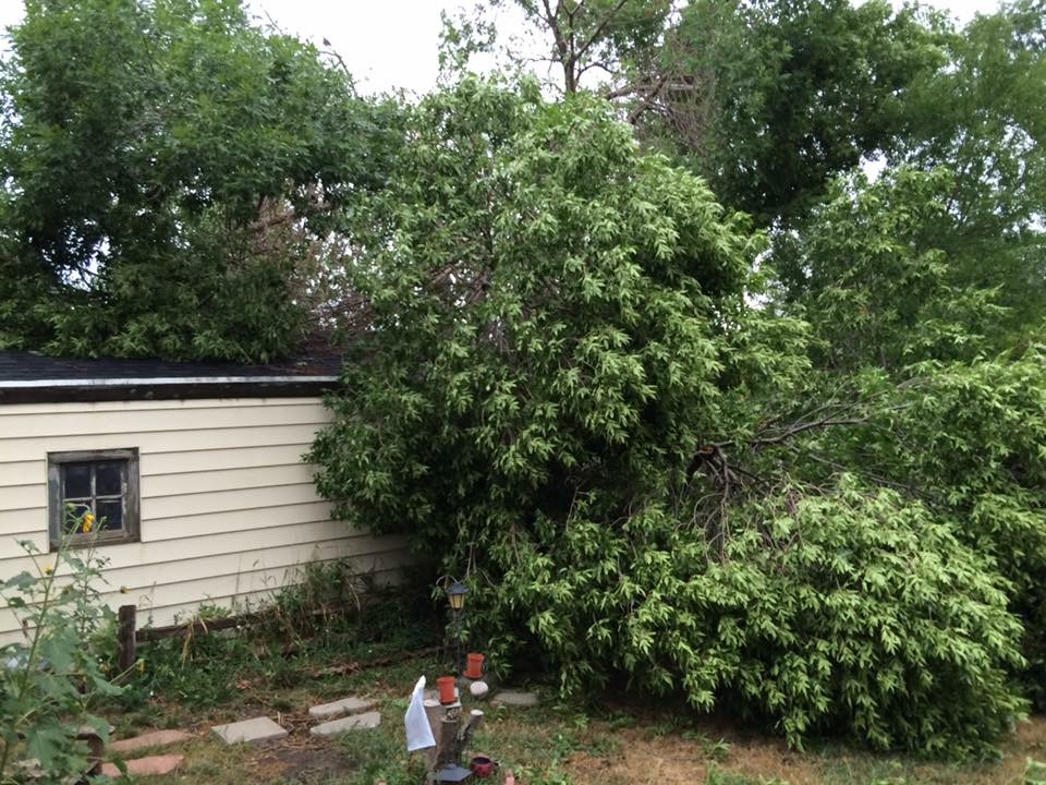 Tree damage around Ipswich (Photo from Edmunds County EM)