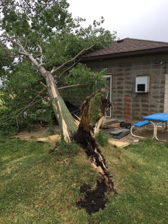 Tree uprooted in Lake Norden, SD (John Andrews - Twitter)