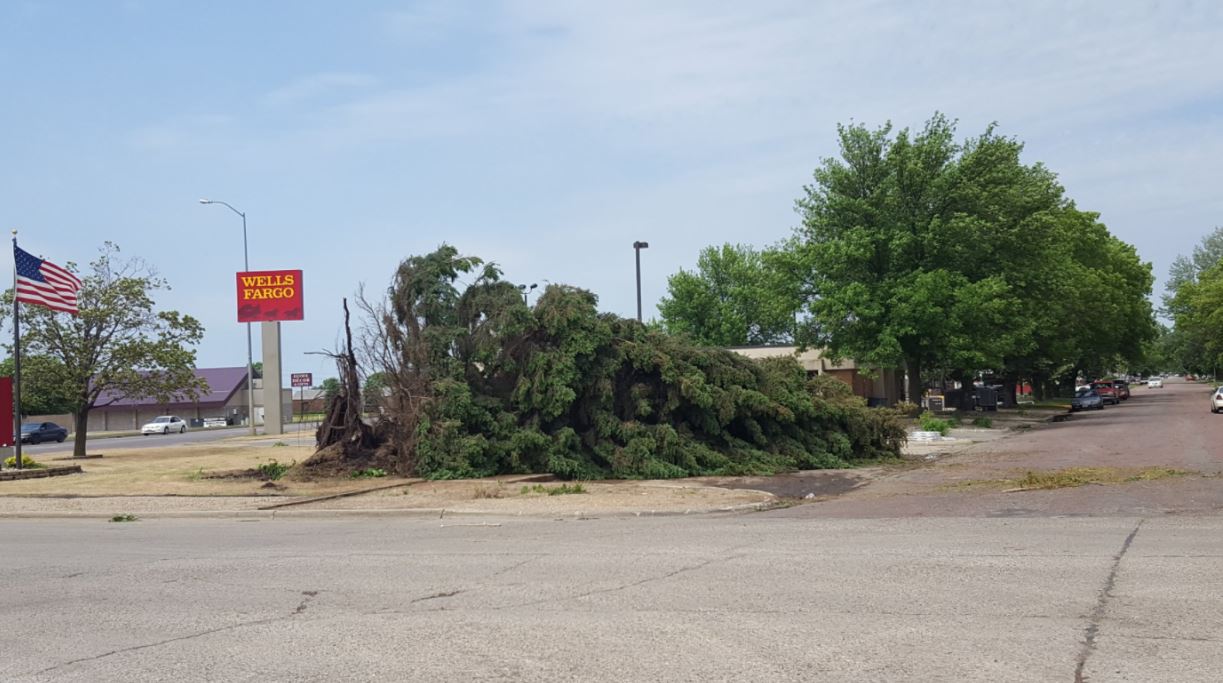 Tree uprooted near Wells Fargo in Watertown (Tanner Butler - Twitter)