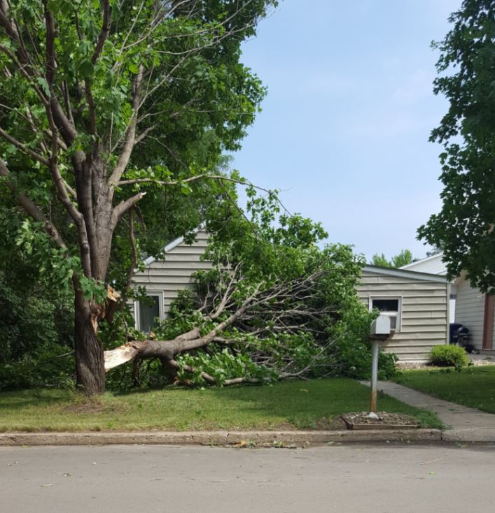 Tree on house in Watertown, SD (Tanner Butler - Twitter)