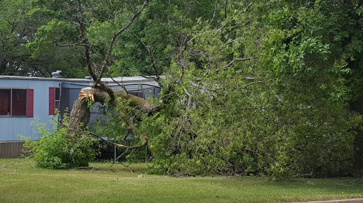 Tree snapped in Watertown, SD (Tanner Butler - Twitter)