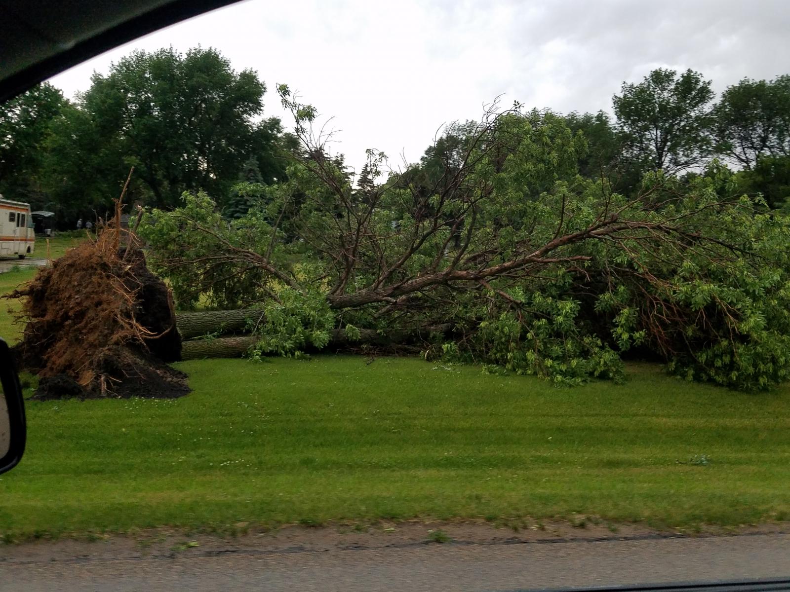 Pickup Truck after a tree fell on it. (Clark PD)