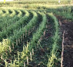 Damaged soybeans 8 miles south of Pollock on highway 1804 (Credit Brent Odde)