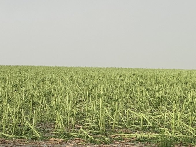 The same sunflower field as on the left (northwest of Agar, SD), but after the storm moved through (Credit - Todd Yackley)