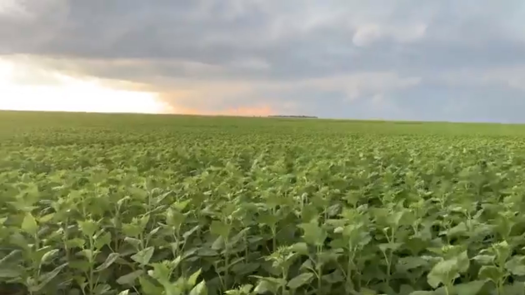 Sunflower field before the storm hit - Northwest of Agar, SD (Credit - Todd Yackley)