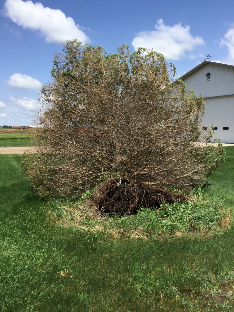 Tree snapped 2 miles west of Westport, SD (Kristi Burns)