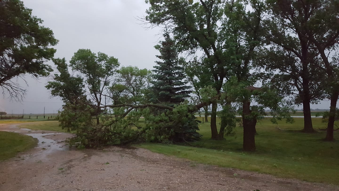 Tree snapped 2 miles west of Westport, SD (Kristi Burns)