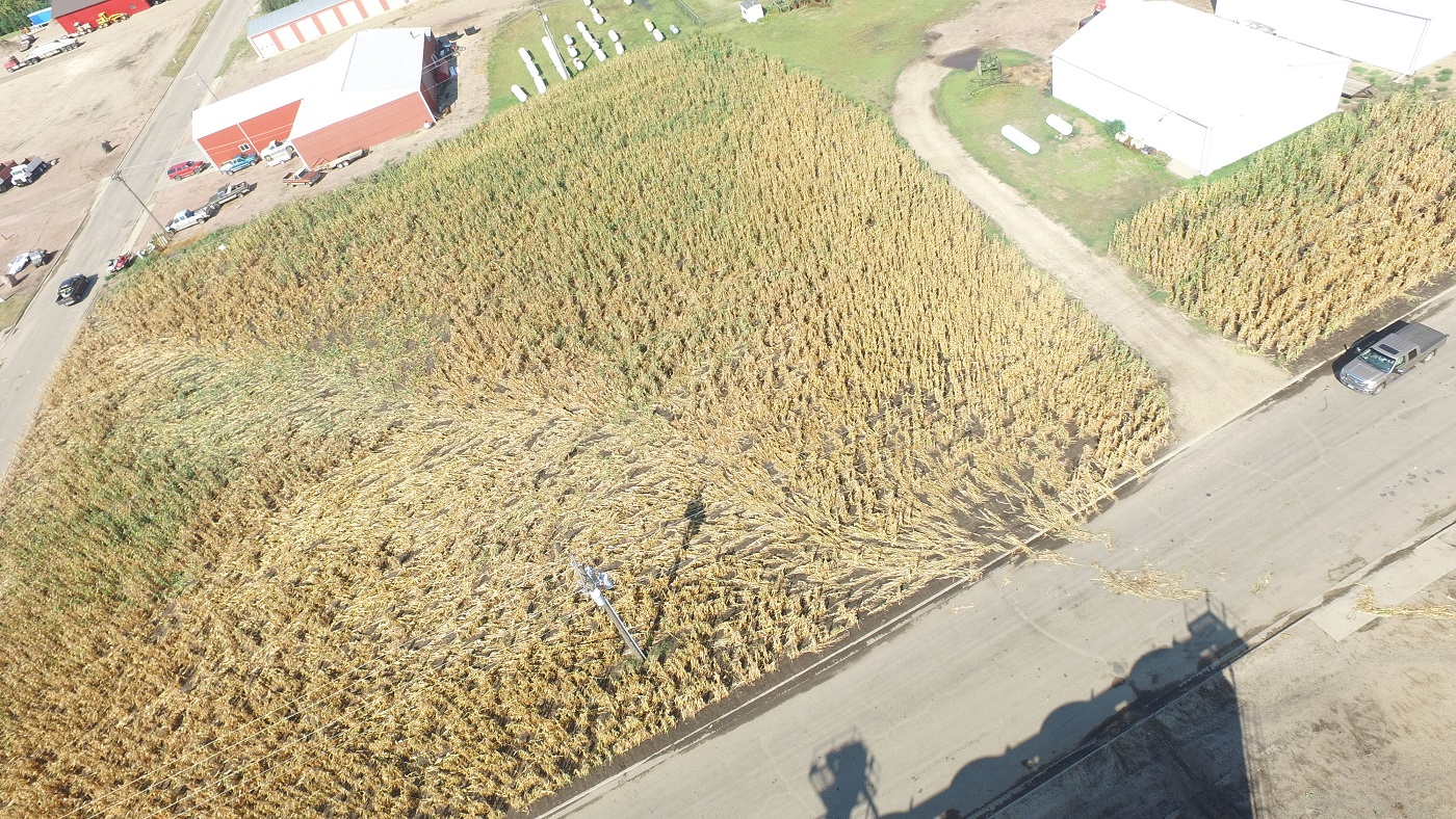 Tornado path through a corn field on the east side of Redfield, SD (Spink County EM & Planning and Zoning)