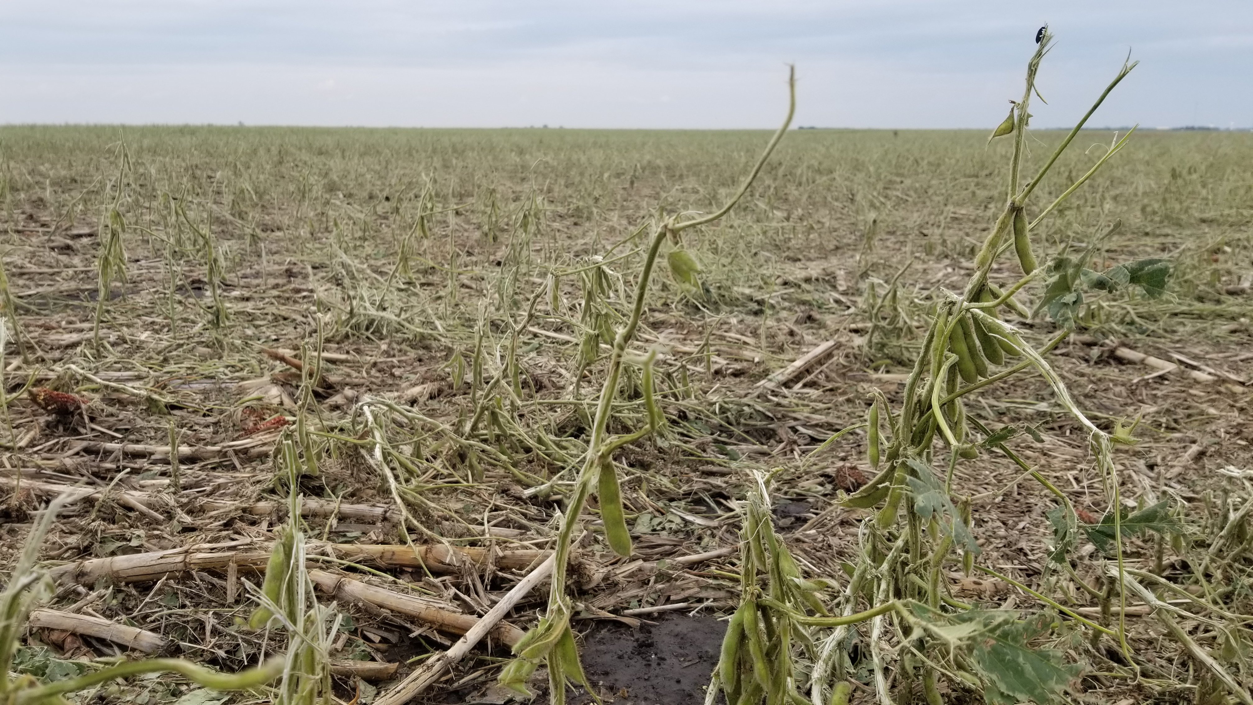 Damage to corn to the west of Warner, SD - Photo from Marc (Twitter @LanceCasual)