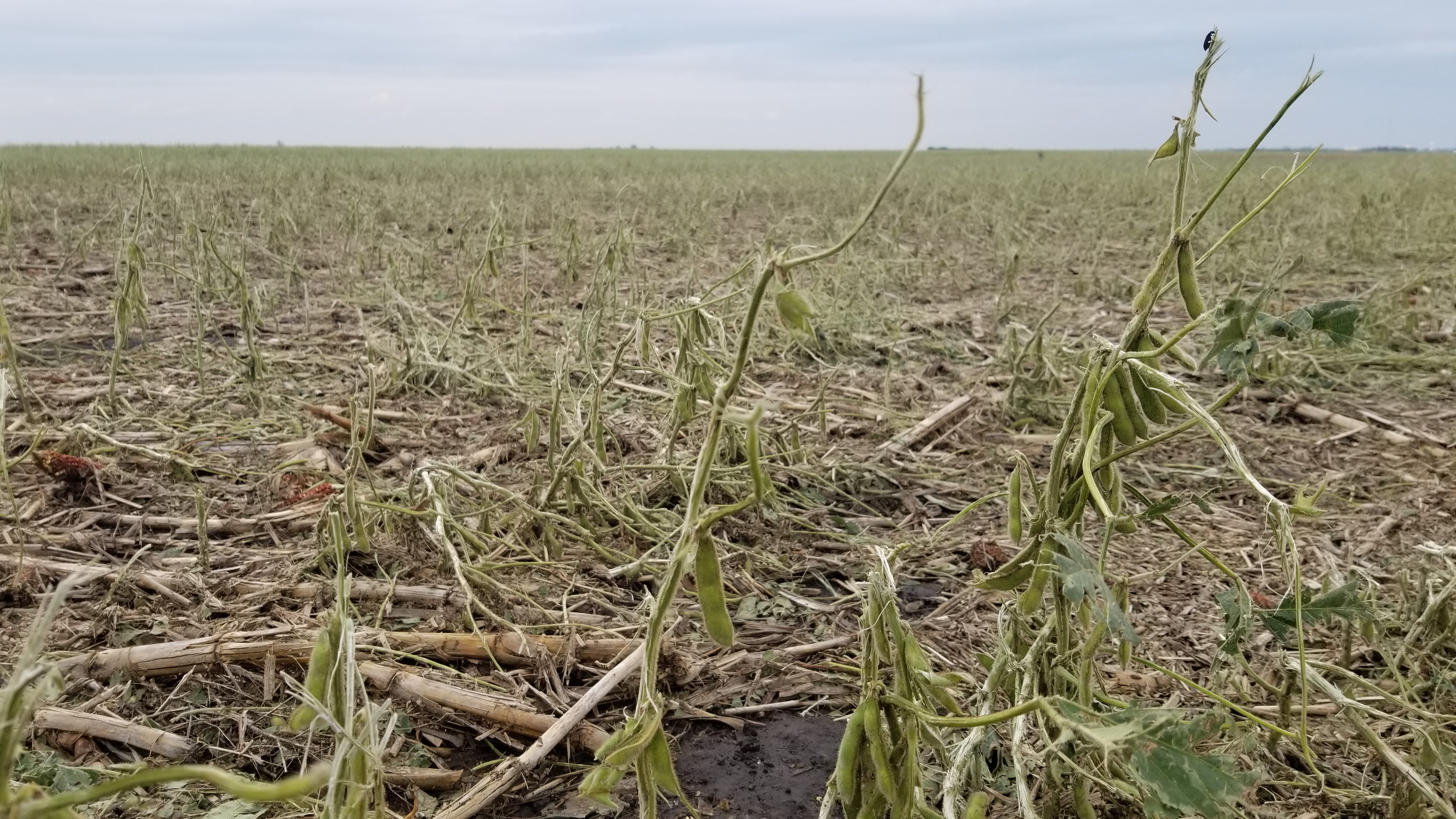 Damage to corn to the west of Warner, SD - Photo from Marc (Twitter @LanceCasual)