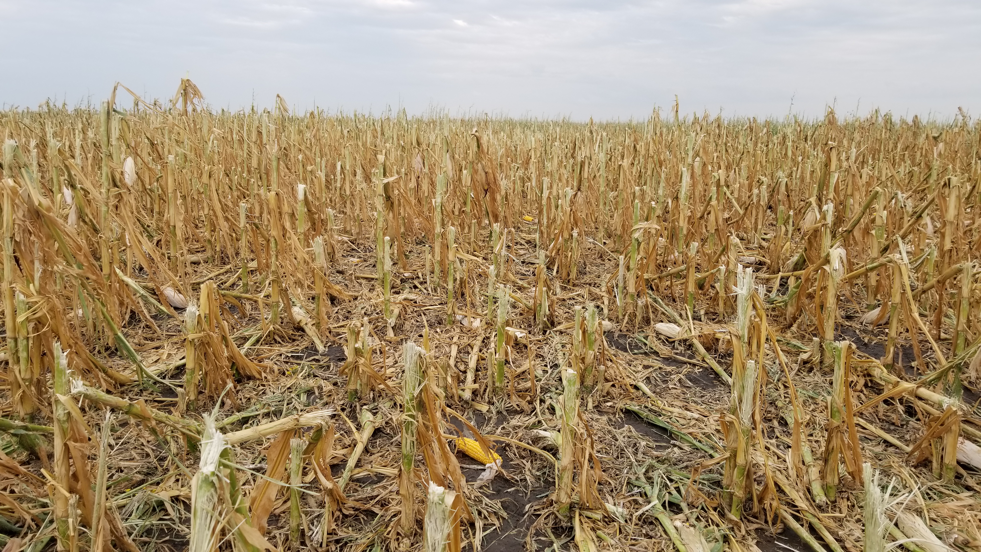 Damage to beans to the west of Warner, SD - Photo from Marc (Twitter @LanceCasual)