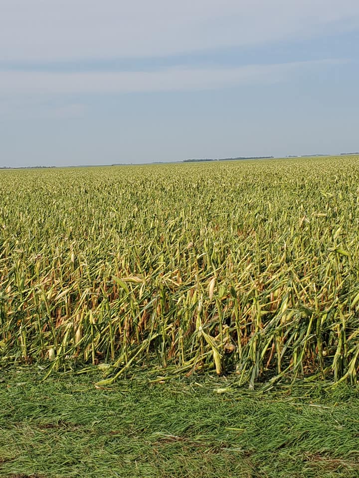 Corn damage - Brown County EM