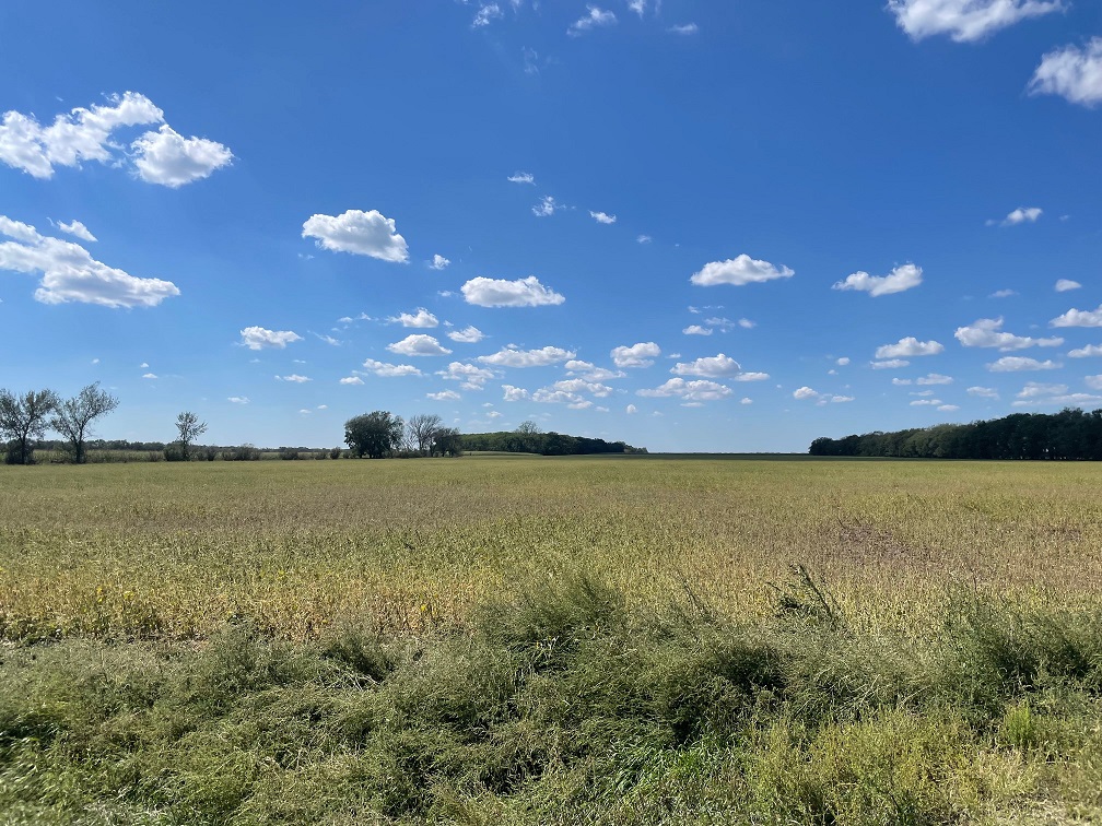 Damage to beans 5 miles southeast of Aberdeen, SD - Photo from Kaitlyn Fleegel