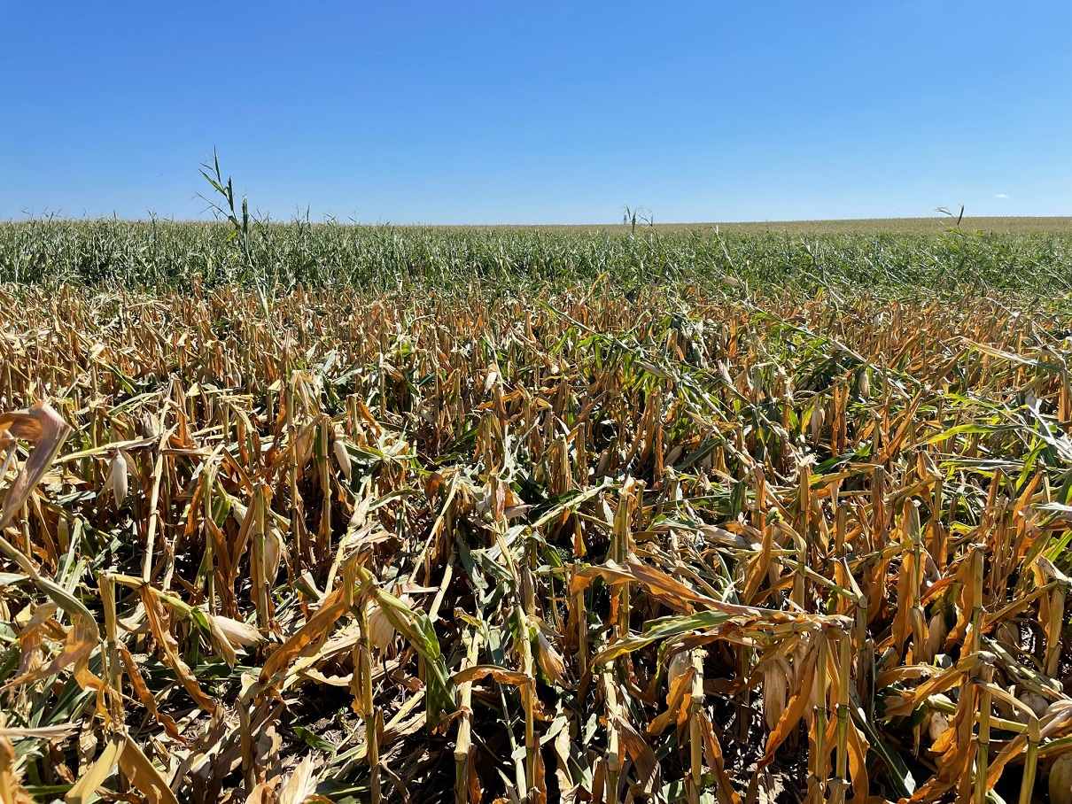 Corn blown down from severe winds on the south side of the storm (14 miles south-southeast of Aberdeen) - Photo by NWS Employee