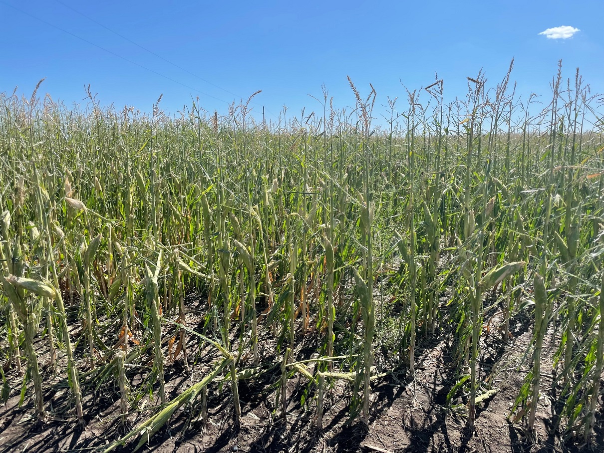 Closeup of damage to corn about 11 miles south-southeast of Aberdeen, SD - Photo by NWS Employee