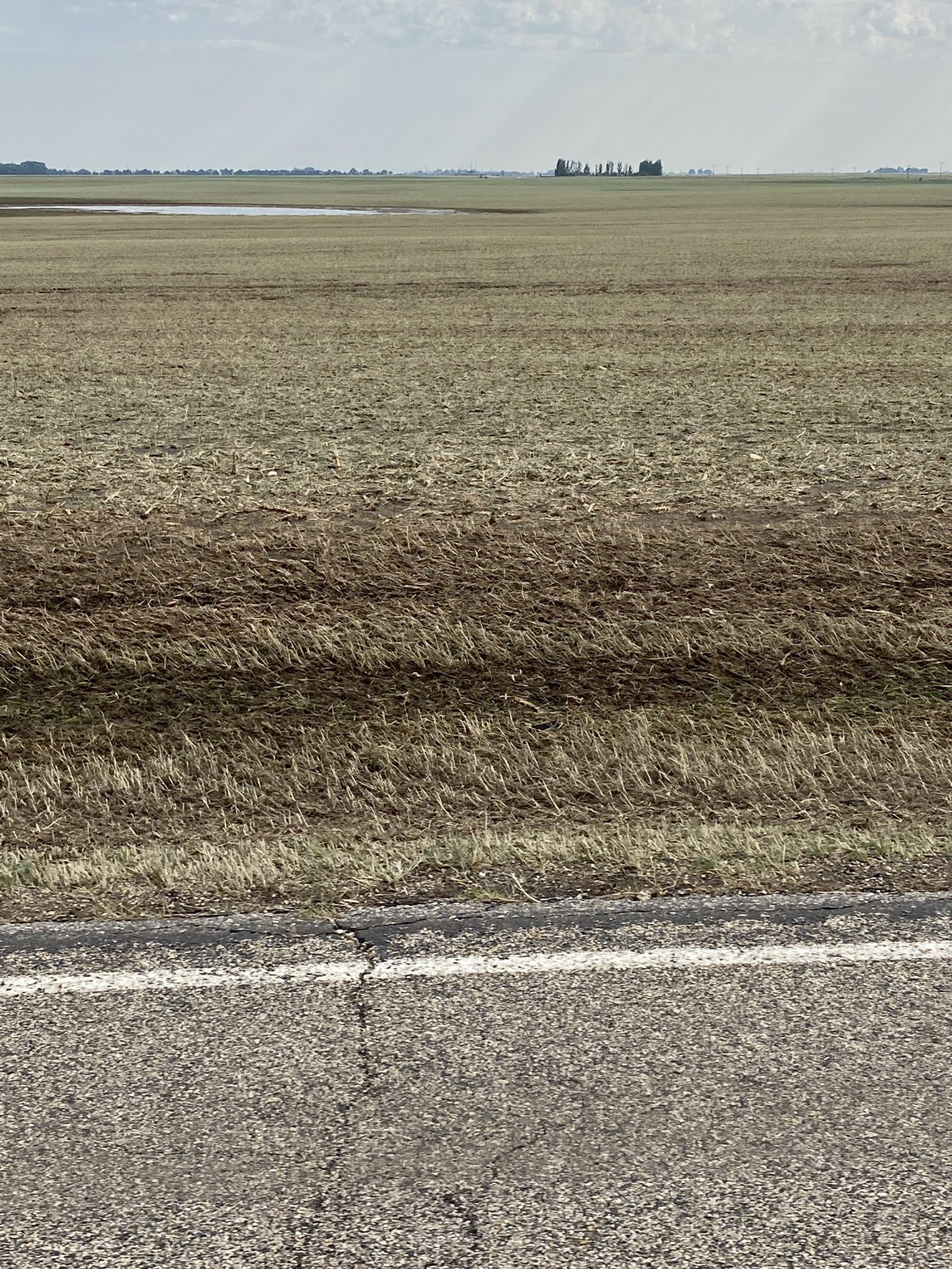 Damage to corn to the west of Warner, SD - Photo from Marc (Twitter @LanceCasual)