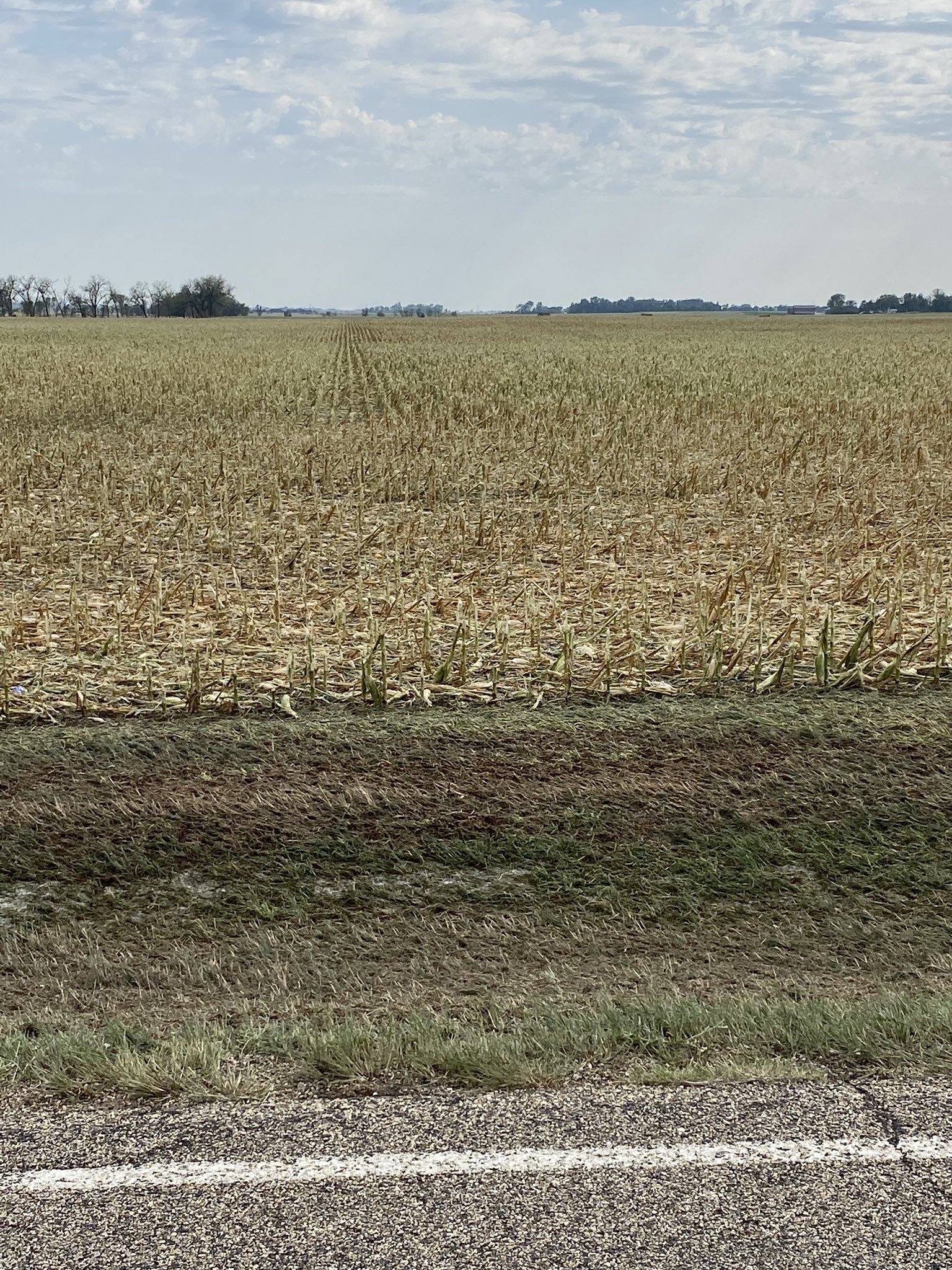 Damage to corn to the west of Warner, SD - Photo from Marc (Twitter @LanceCasual)