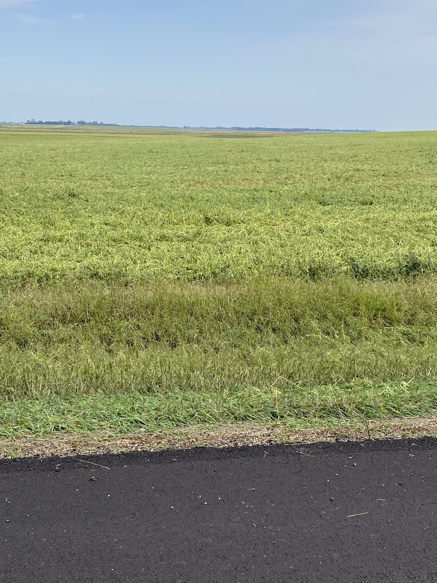 Damage to beans to the west of Warner, SD - Photo from Marc (Twitter @LanceCasual)