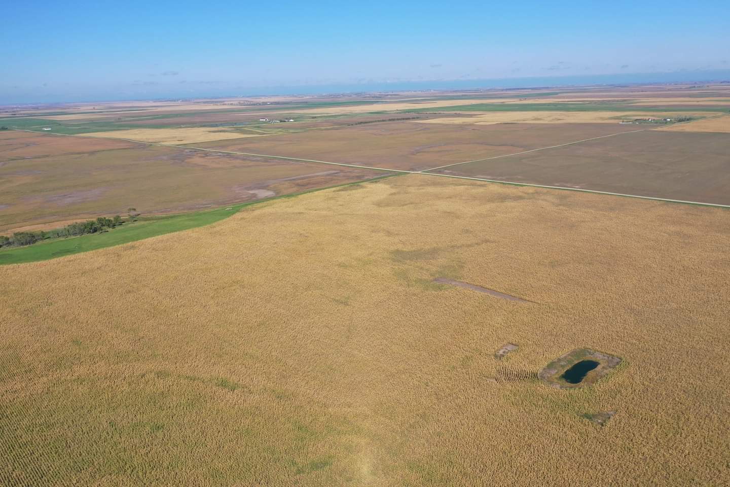 Damage to beans to the west of Warner, SD - Photo from Marc (Twitter @LanceCasual)