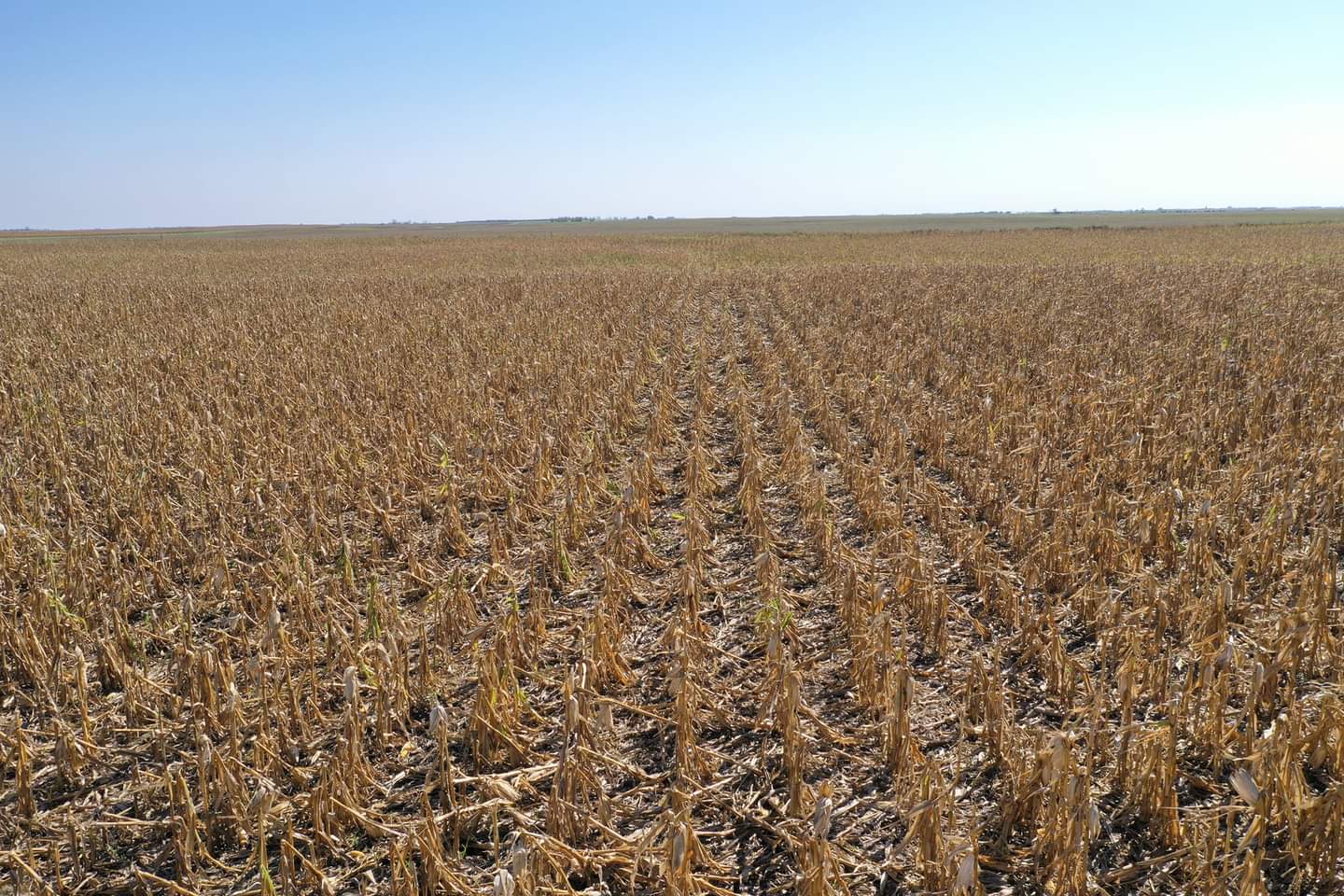 Damage to beans to the west of Warner, SD - Photo from Marc (Twitter @LanceCasual)