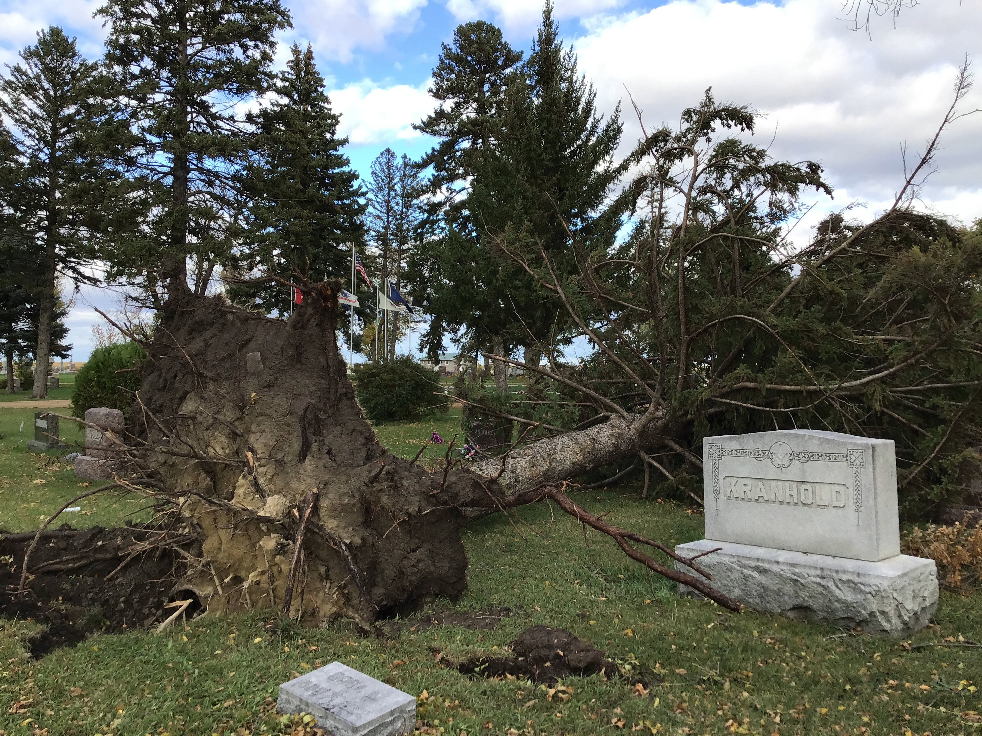 Uprooted tree from a tornado 2 miles to the southwest of Dumont, MN.Â  (Photo by Nick and Amanda Elms)
