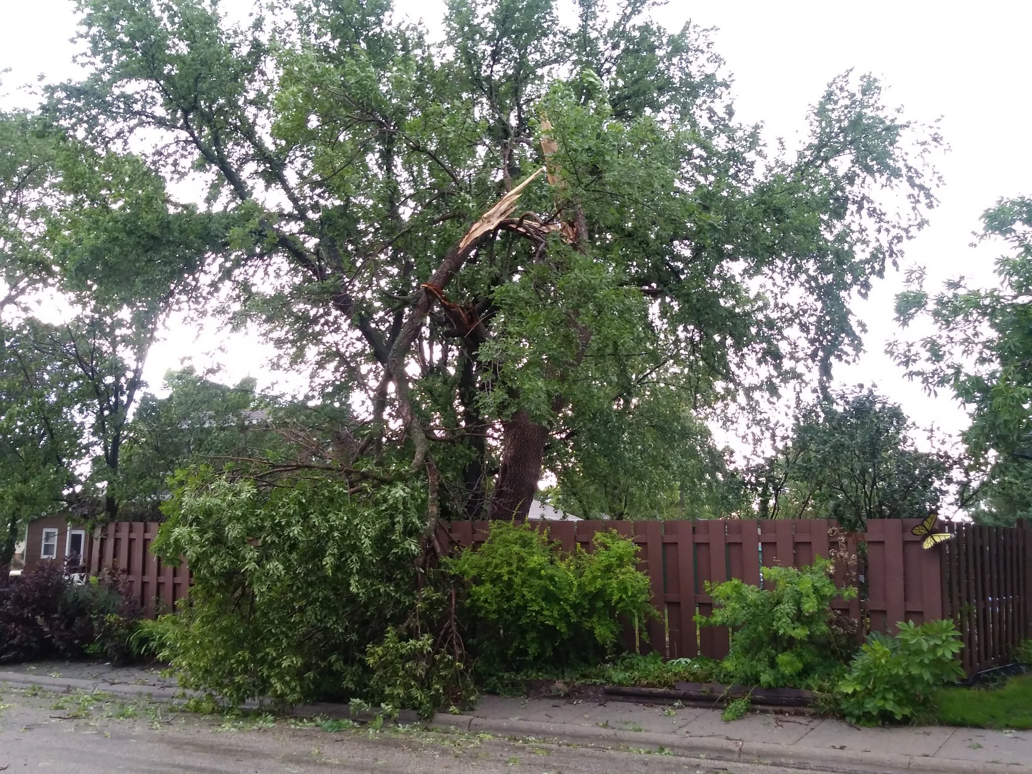 Tree damage in Miller, SD - Photo from KCCR Radio