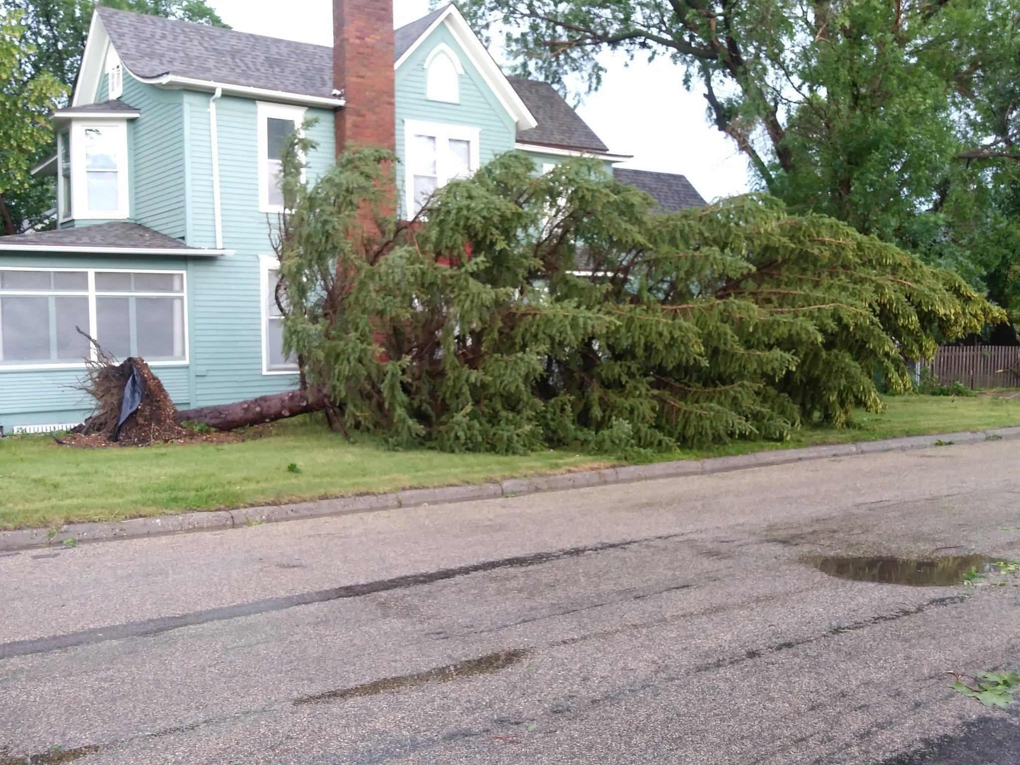 Tree uprooted in Miller, SD - Photo from KCCR Radio