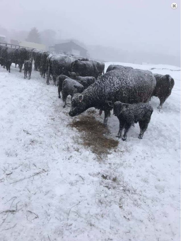 Reduced visibility in Waubay at 830 AM CDT April 11, 2019 (Source: Gloria Jorgenson - Twitter)