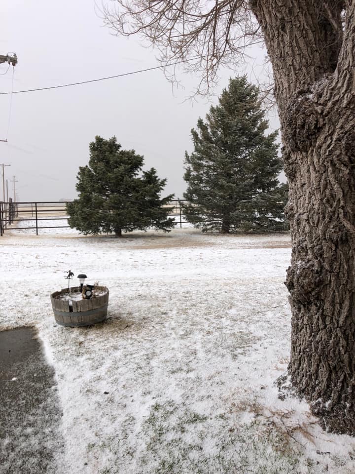 Photo of snow-dusted grass north of Pampa, Texas on February 15th, 2023. Photo by Denise Downs