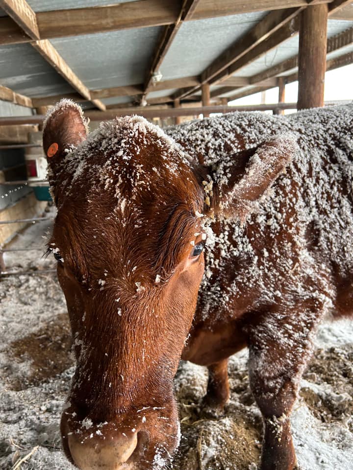 Photo by Kent Gordon of snow dusted cattle near Dalhart, Texas on February 15th, 2023