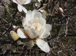 Magnolia bush flowering on March 18, 2012