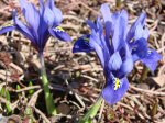 Crocuses blooming on March 18, 2012