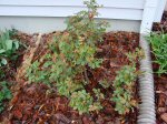 Rose bush fully leafed out on March 26, 2012