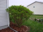 Forsythia bush fully leafed out on March 26, 2012