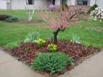 Double Flowering Dogwood beginning to bloom on March 26, 2012