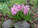 Hyacinths blooming on March 26, 2012