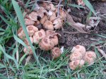Mushrooms on March 31, 2012