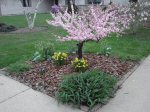 Double Flowering Dogwood in full bloom on March 31, 2012