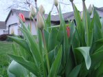 Tulips on March 31, 2012